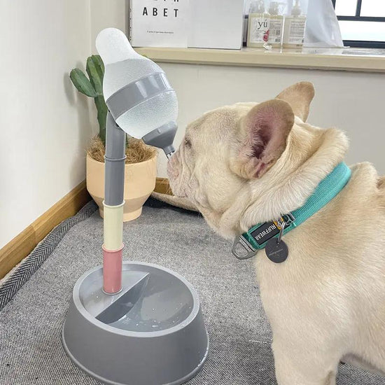 Automatic Pet Water Dispenser Stand Feeder Bowl Adjusting Height Maroon Asteria
